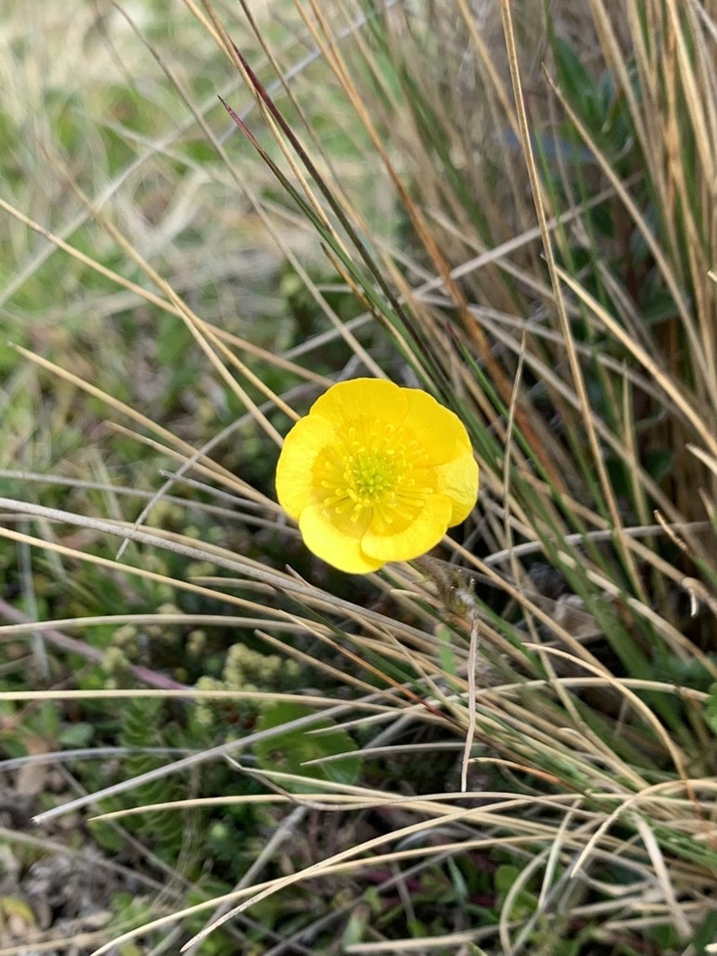Ranunculus peruvianus photo 5