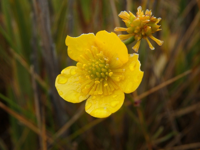 Ranunculus peruvianus photo 6
