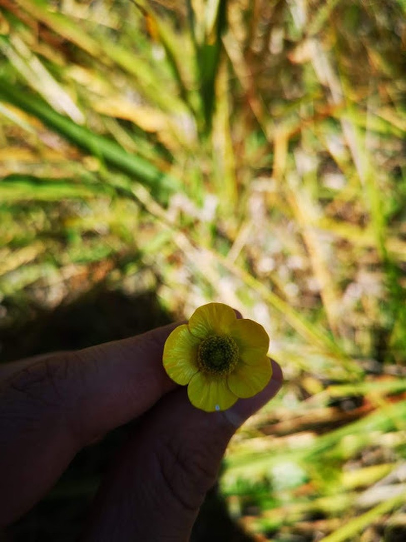 Ranunculus peruvianus photo 7