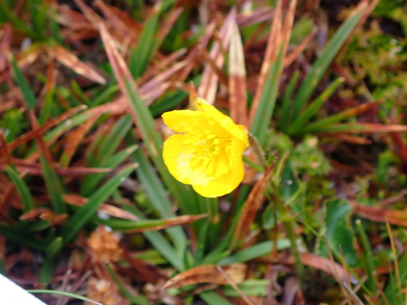 Ranunculus peruvianus photo 8