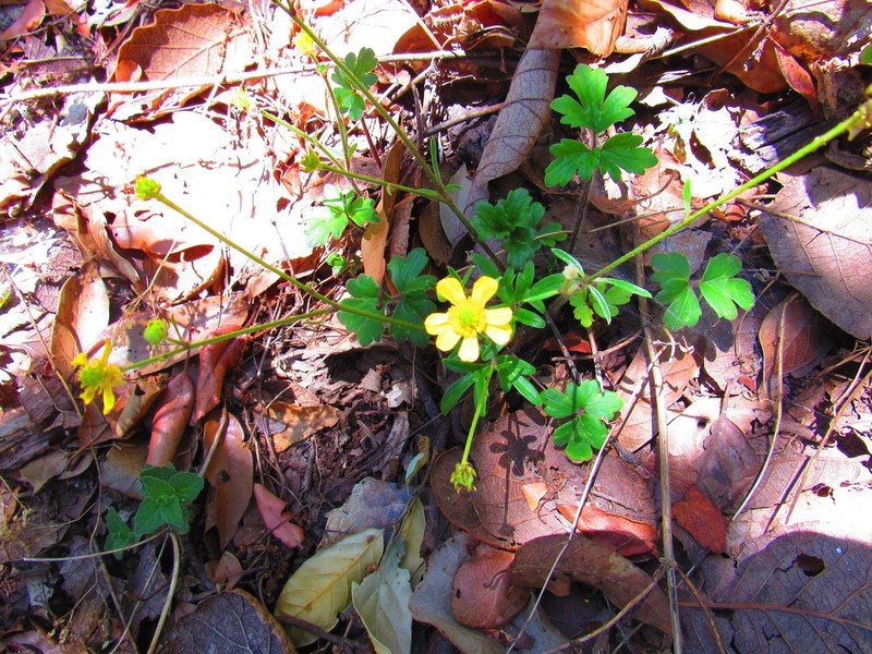 Latin American Buttercup