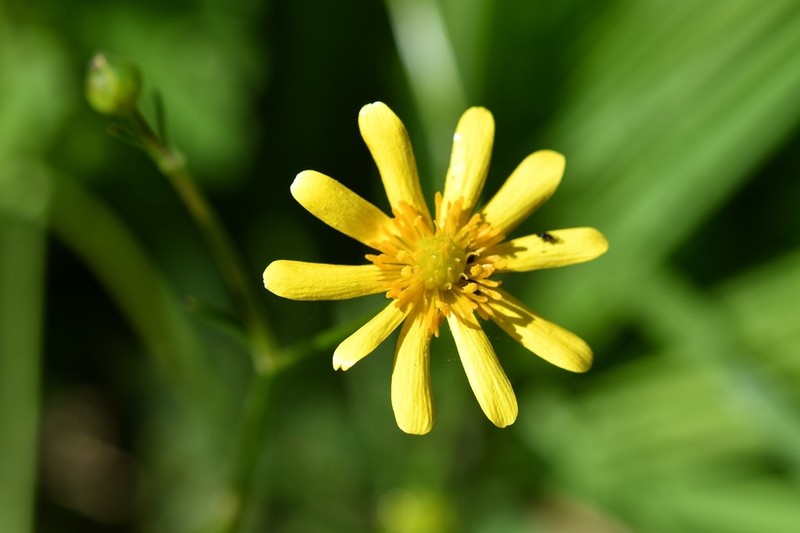 Latin American Buttercup photo 2