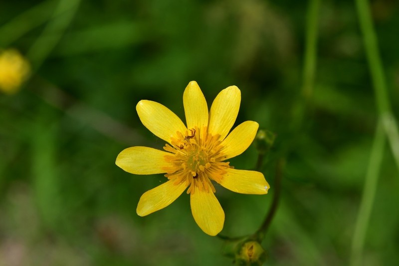 Latin American Buttercup photo 3