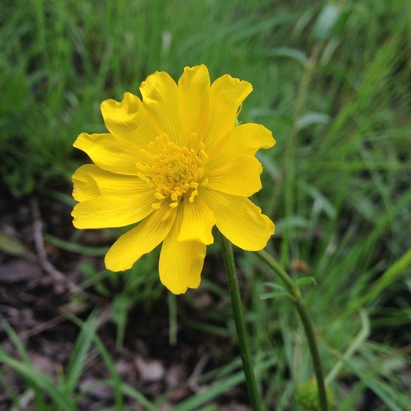 Latin American Buttercup photo 4