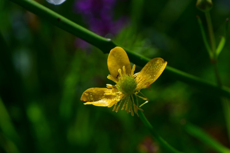 Latin American Buttercup photo 5