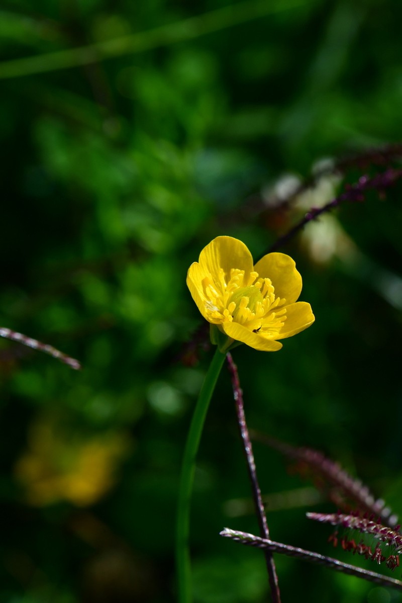 Latin American Buttercup photo 6