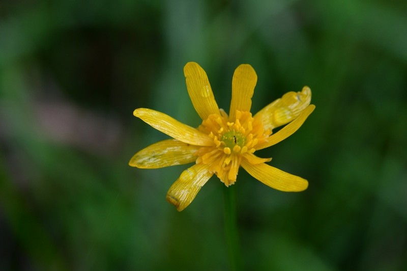 Latin American Buttercup photo 7