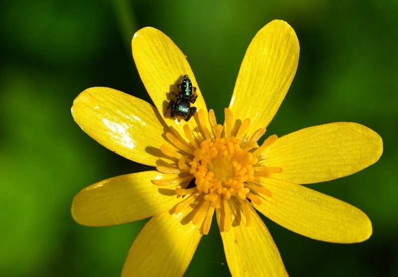 Latin American Buttercup photo 8