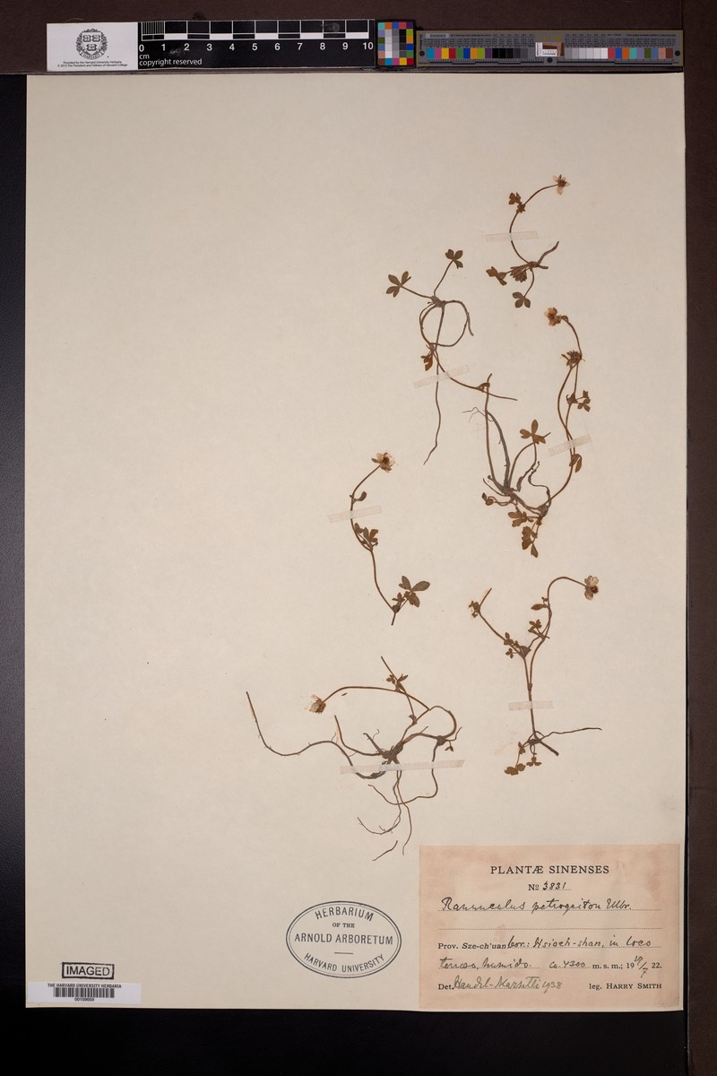Ranunculus petrogeiton