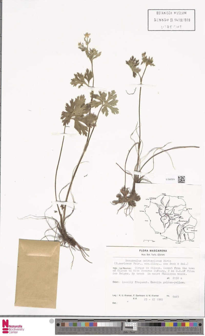 Ranunculus petroselinus