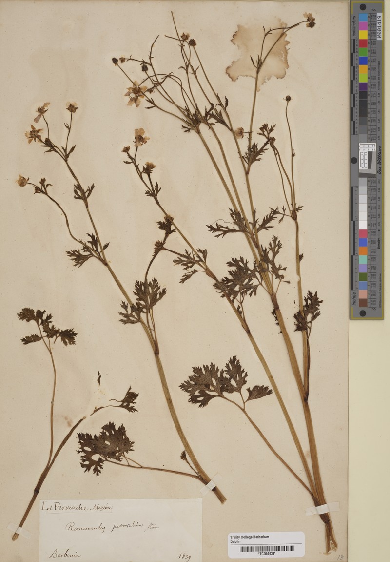 Ranunculus petroselinus photo 2