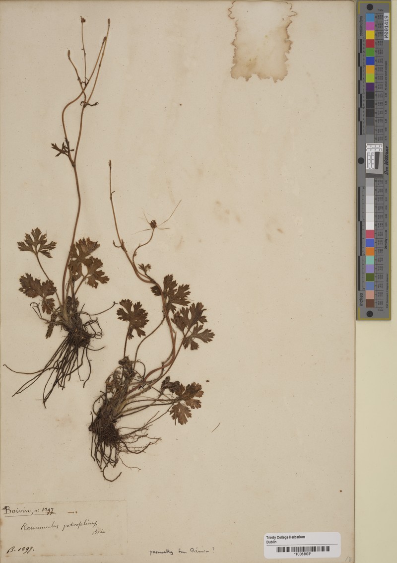 Ranunculus petroselinus photo 3