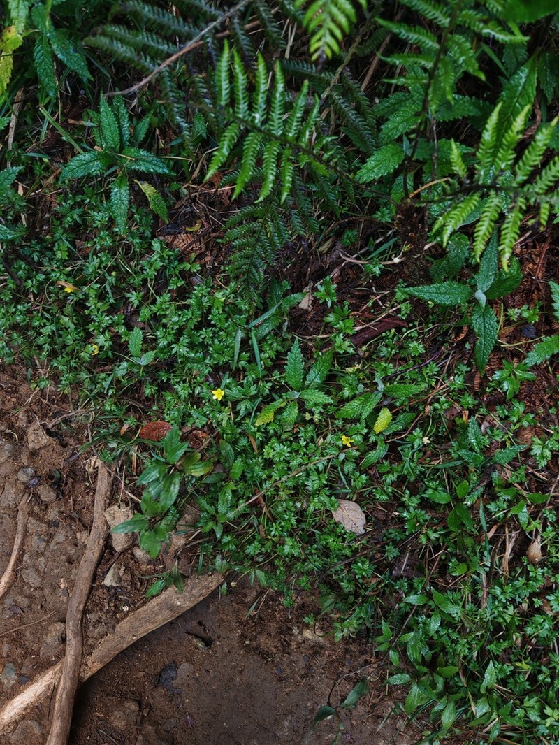 Ranunculus philippinensis