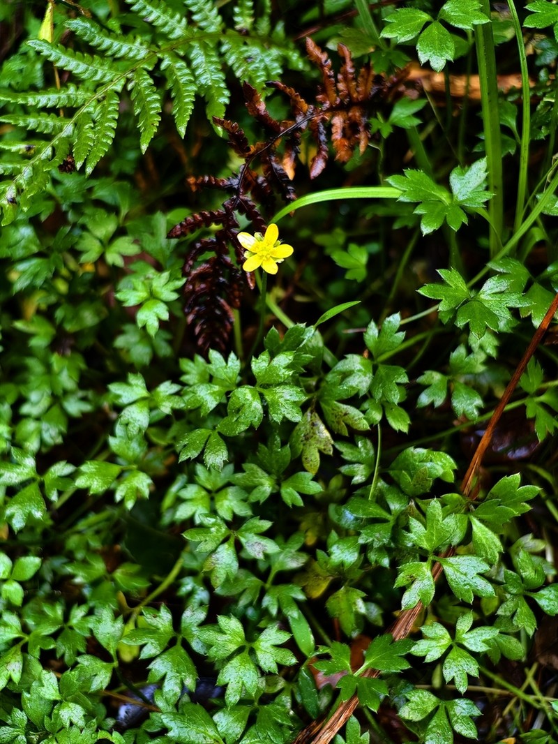 Ranunculus philippinensis photo 2