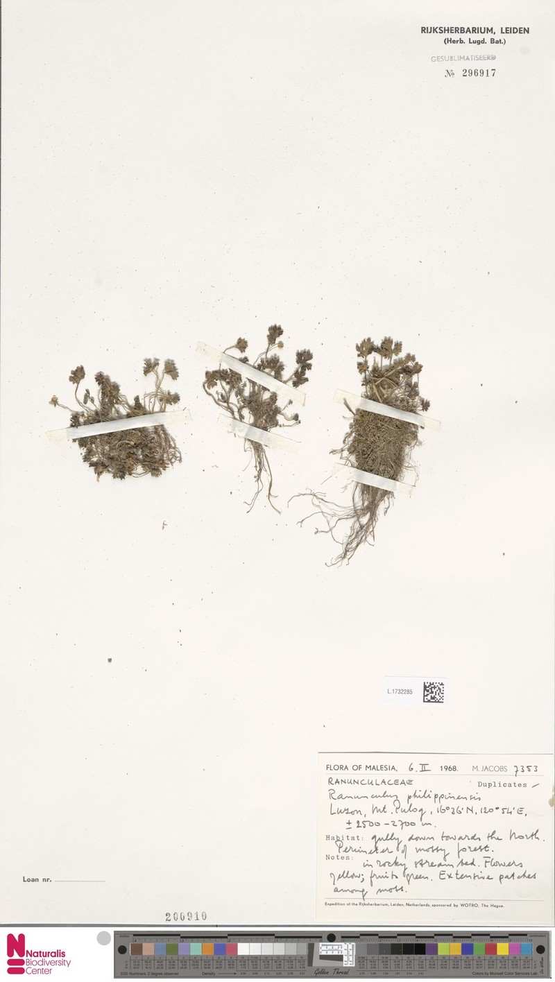 Ranunculus philippinensis photo 4