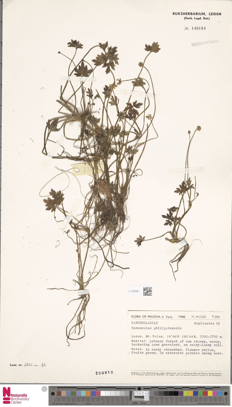 Ranunculus philippinensis photo 5