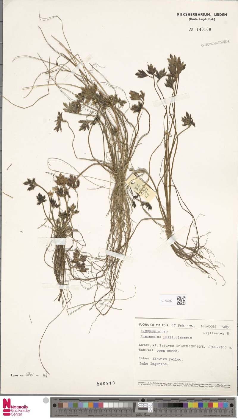 Ranunculus philippinensis photo 6