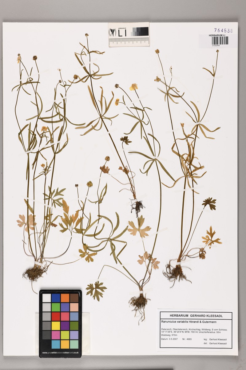 Ranunculus phragmiteti