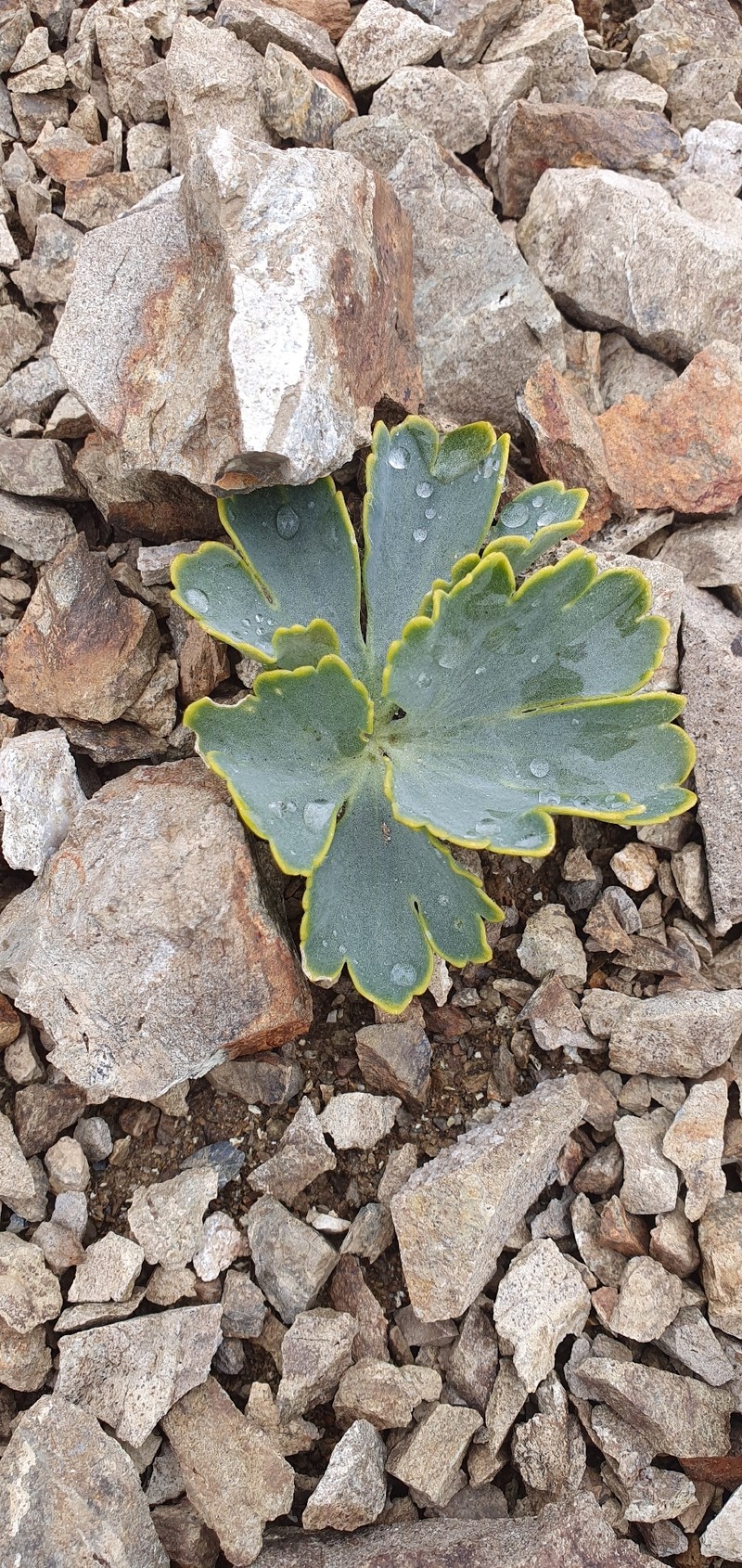 Ranunculus pilifer
