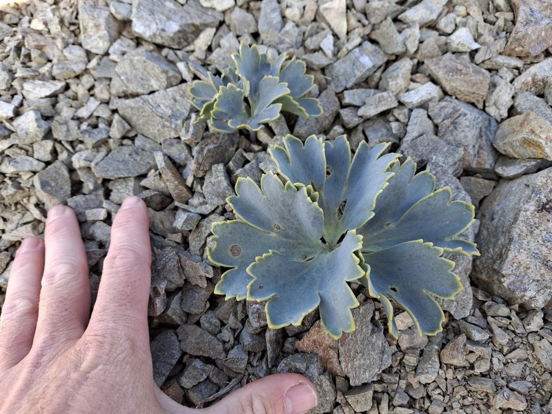 Ranunculus pilifer photo 2