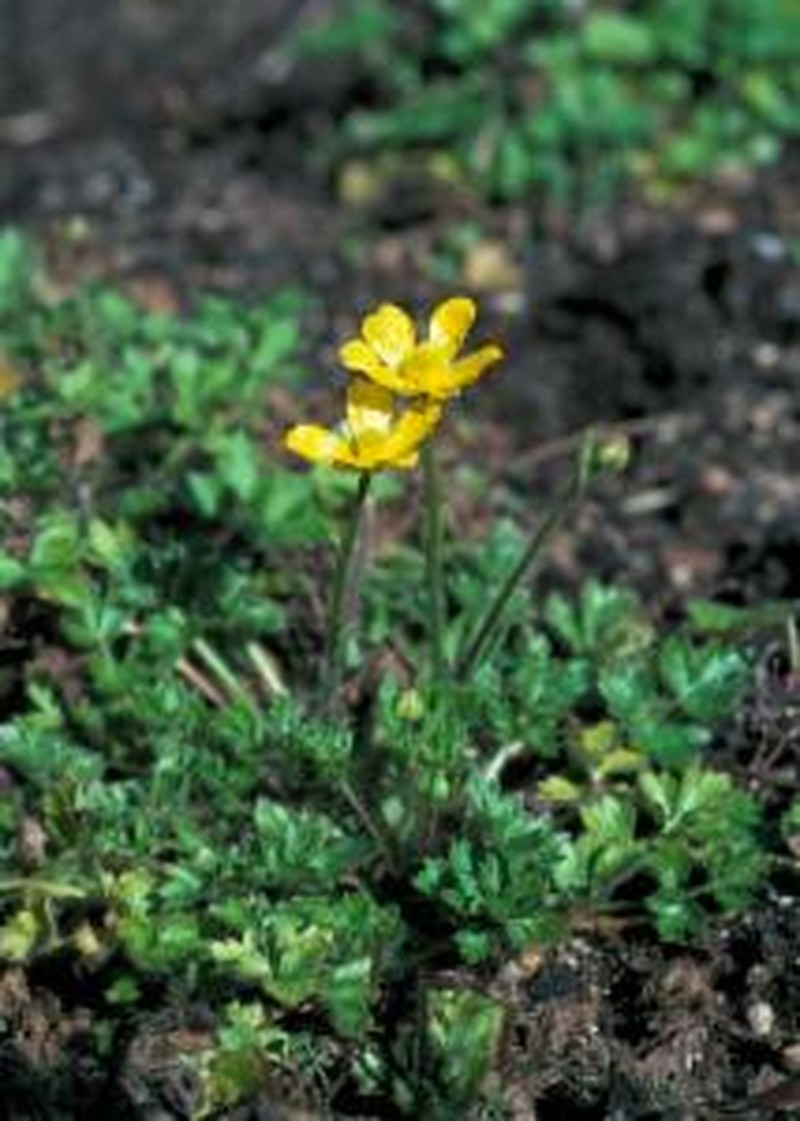 Ranunculus pimpinellifolius