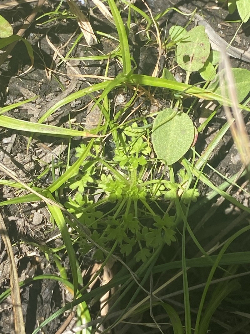 Ranunculus pimpinellifolius photo 2
