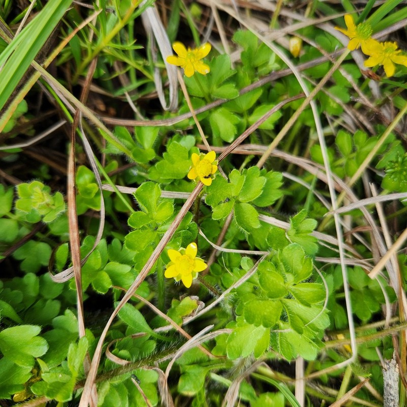 Ranunculus pimpinellifolius photo 3
