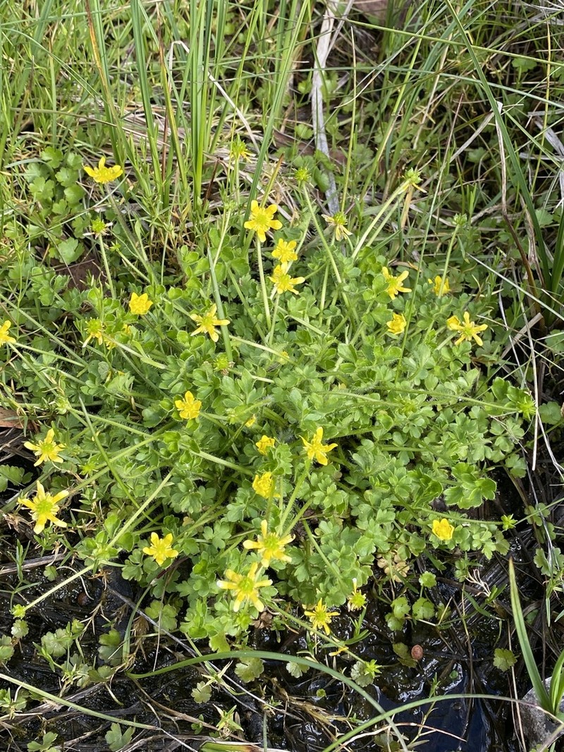 Ranunculus pimpinellifolius photo 4