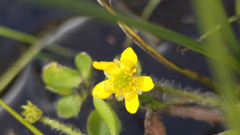 Ranunculus pimpinellifolius photo 5