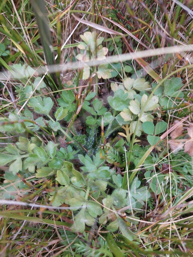 Ranunculus pimpinellifolius photo 6