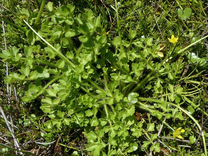 Ranunculus pimpinellifolius photo 7