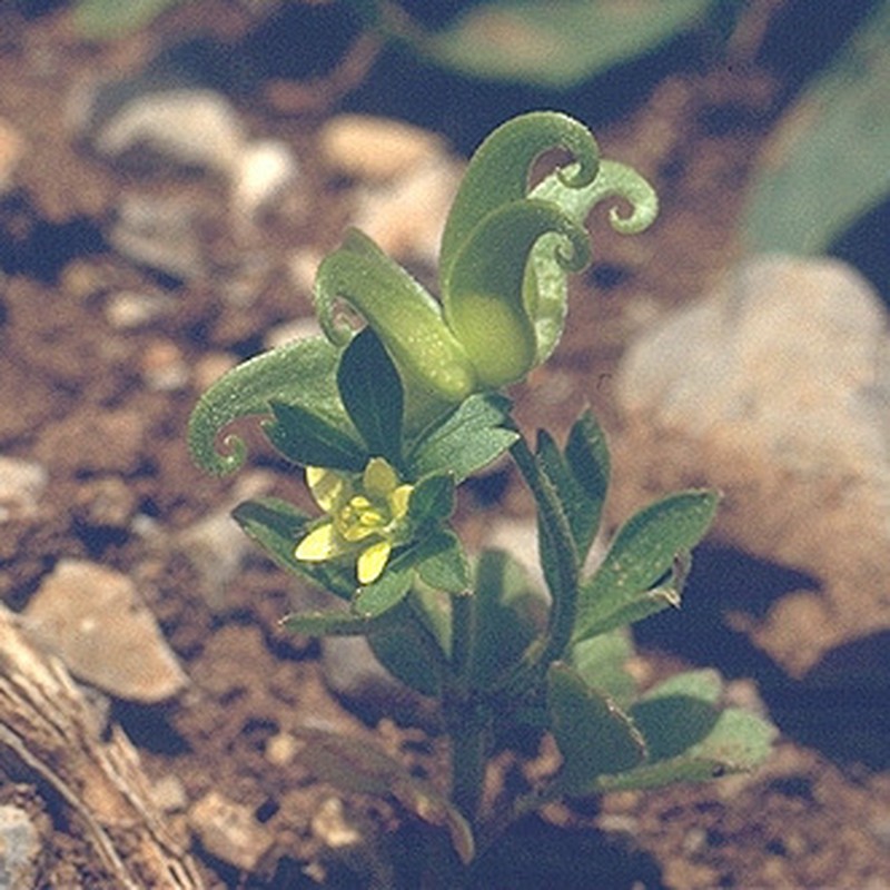 Ranunculus pinardii