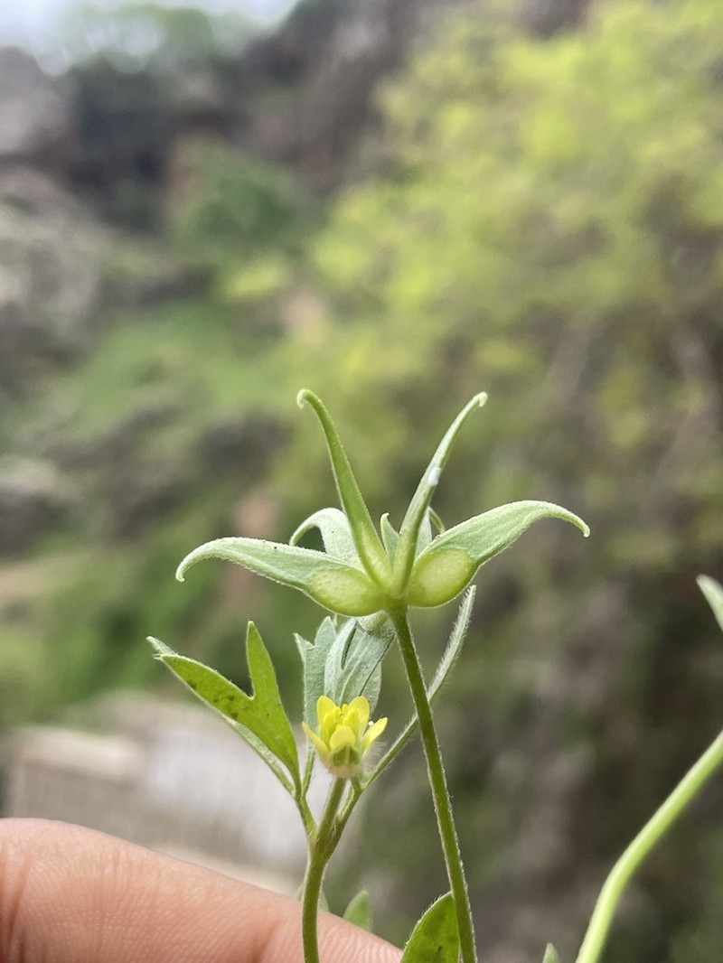 Ranunculus pinardii photo 2