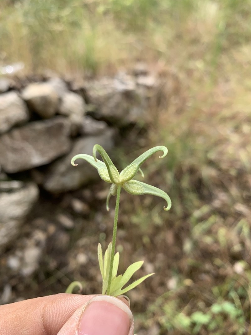 Ranunculus pinardii photo 4