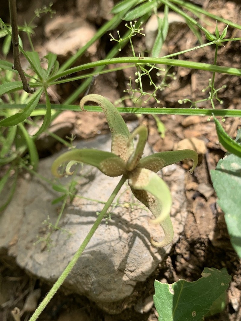 Ranunculus pinardii photo 5