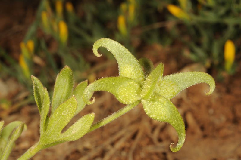 Ranunculus pinardii photo 6