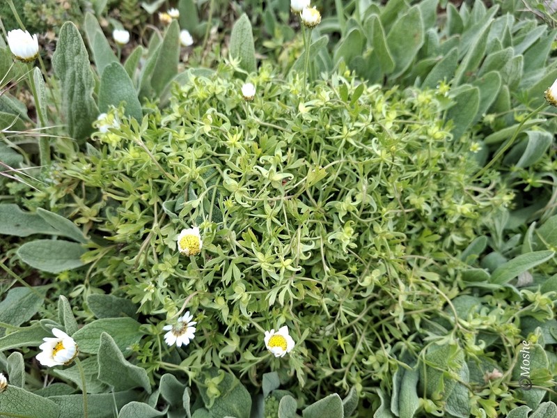 Ranunculus pinardii photo 8