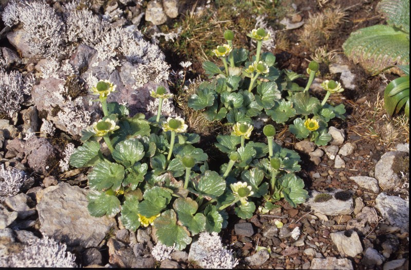 Ranunculus pinguis