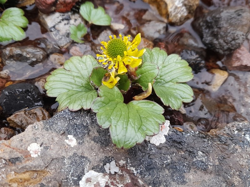 Ranunculus pinguis photo 2