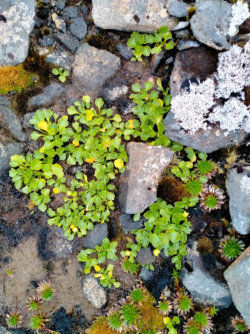 Ranunculus pinguis photo 3