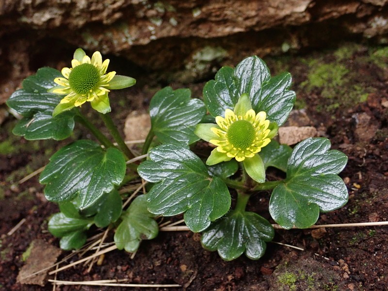 Ranunculus pinguis photo 4