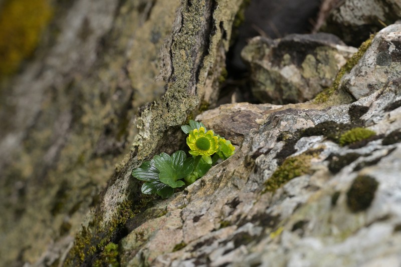 Ranunculus pinguis photo 5