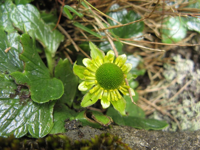 Ranunculus pinguis photo 6