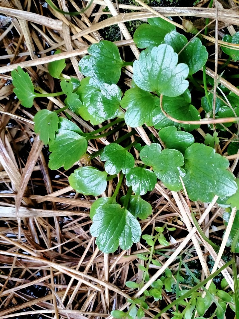 Ranunculus pinguis photo 7