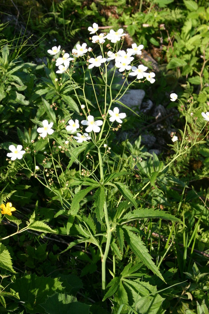 Ranunculus platanifolius