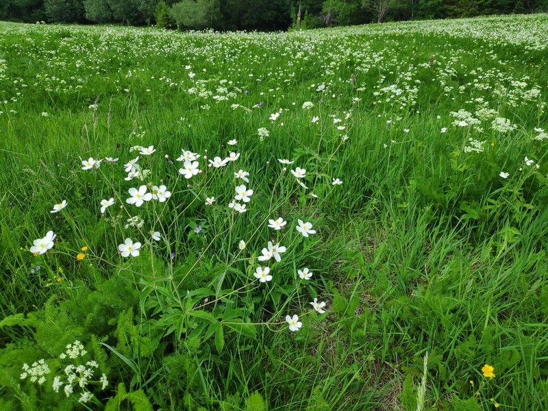 Ranunculus platanifolius photo 2