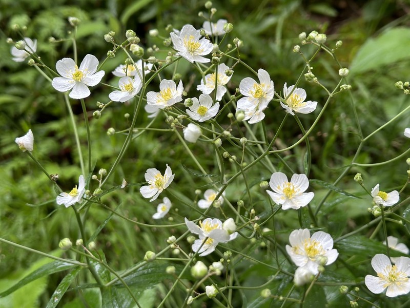 Ranunculus platanifolius photo 3