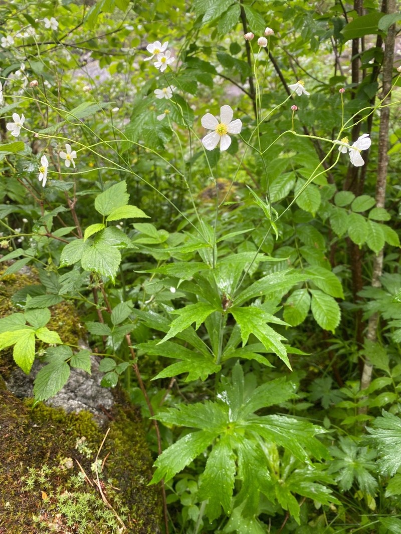 Ranunculus platanifolius photo 4
