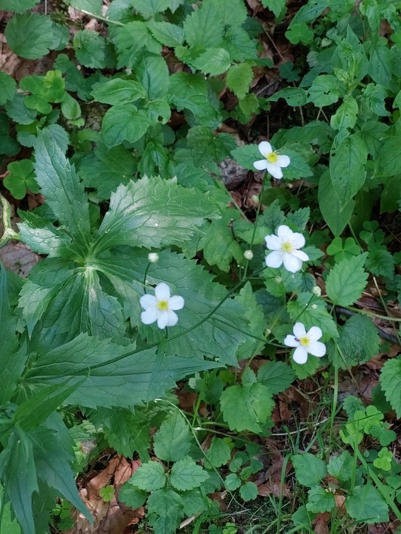 Ranunculus platanifolius photo 5