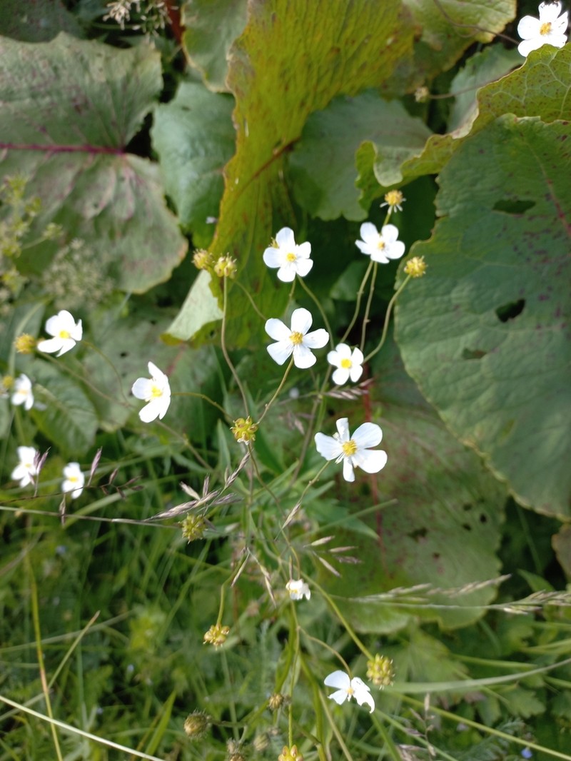 Ranunculus platanifolius photo 6